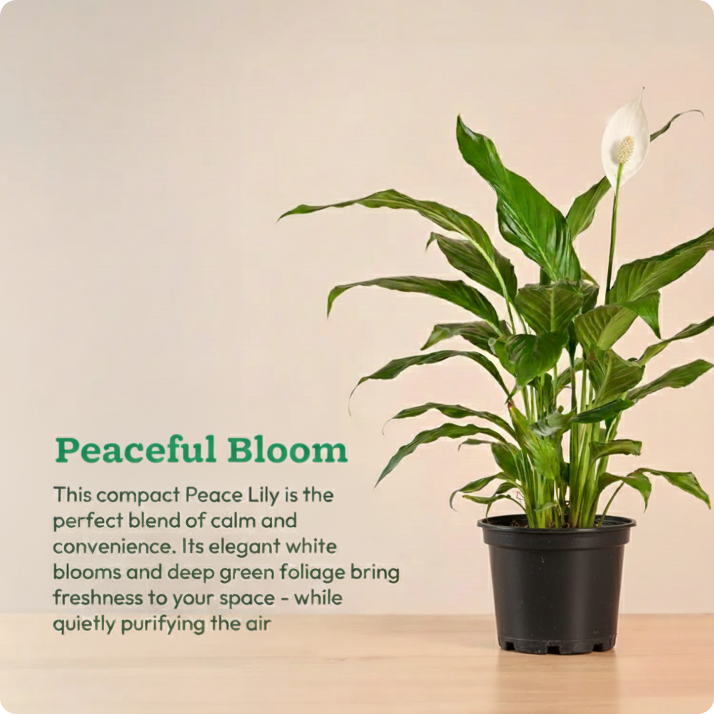 Peace Lily Plant (Medium)