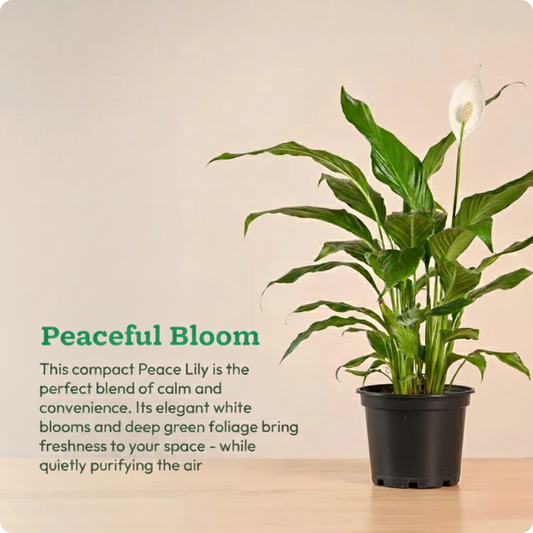 Peace Lily Plant (Medium)