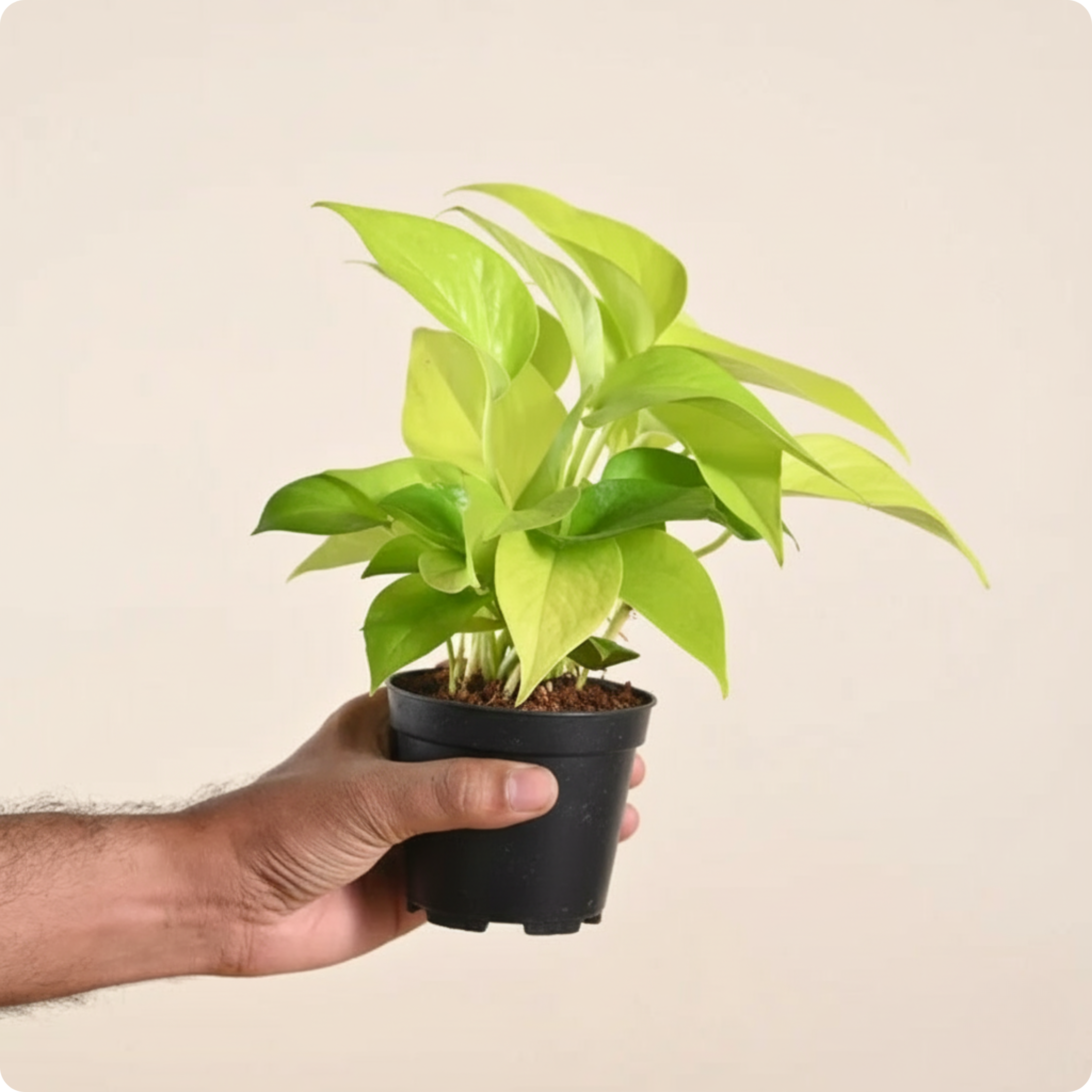 Money Plant Golden