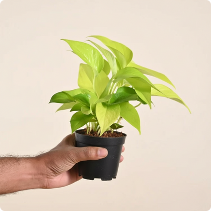 Money Plant Golden