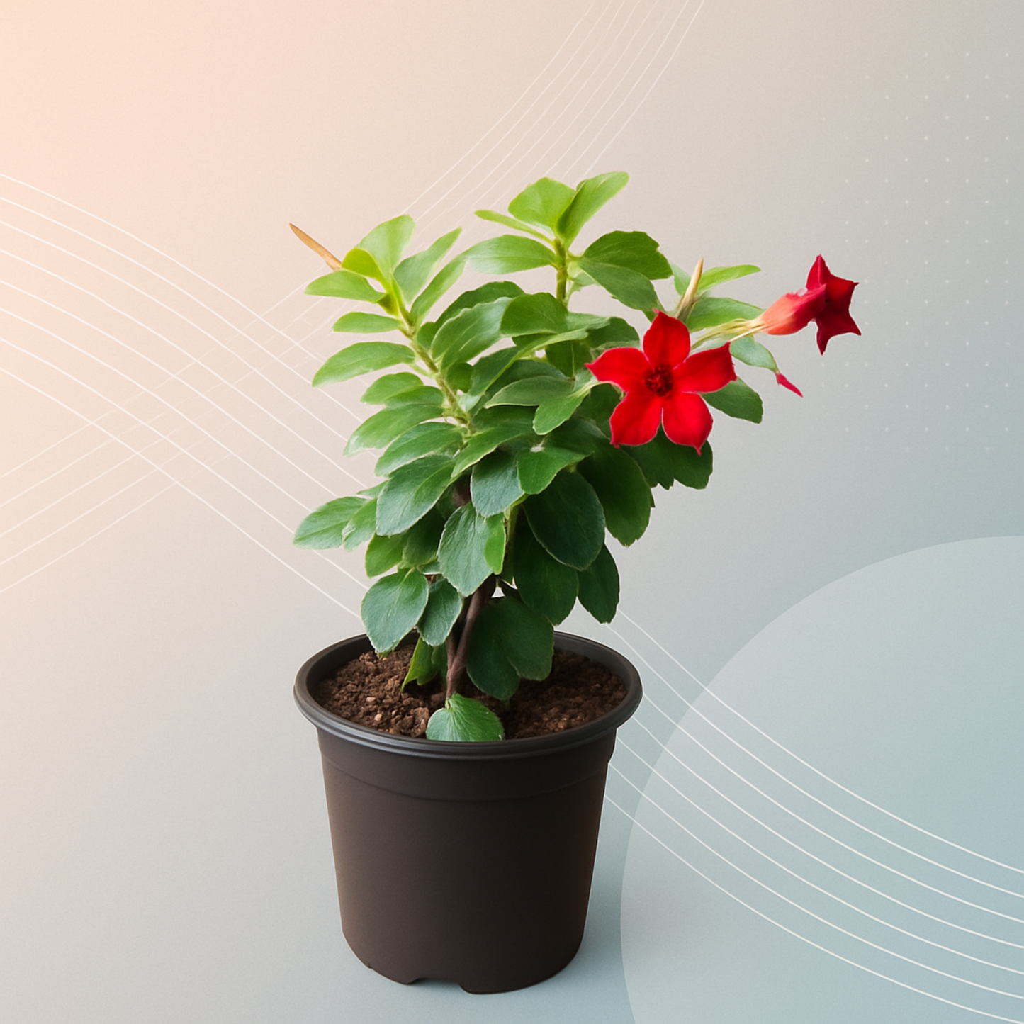 Mandevilla (Maroon) - Plant