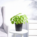 Vallarai Plant/ Centella asiatica