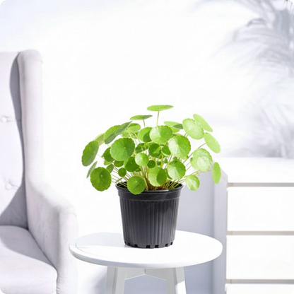 Vallarai Plant/ Centella asiatica