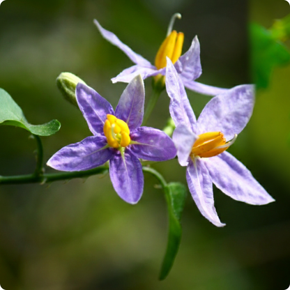 Solanum trilobatum / Thuthuvalai
