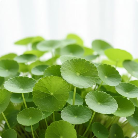 Vallarai Plant/ Centella asiatica