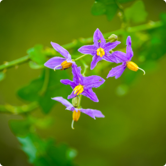Solanum trilobatum / Thuthuvalai