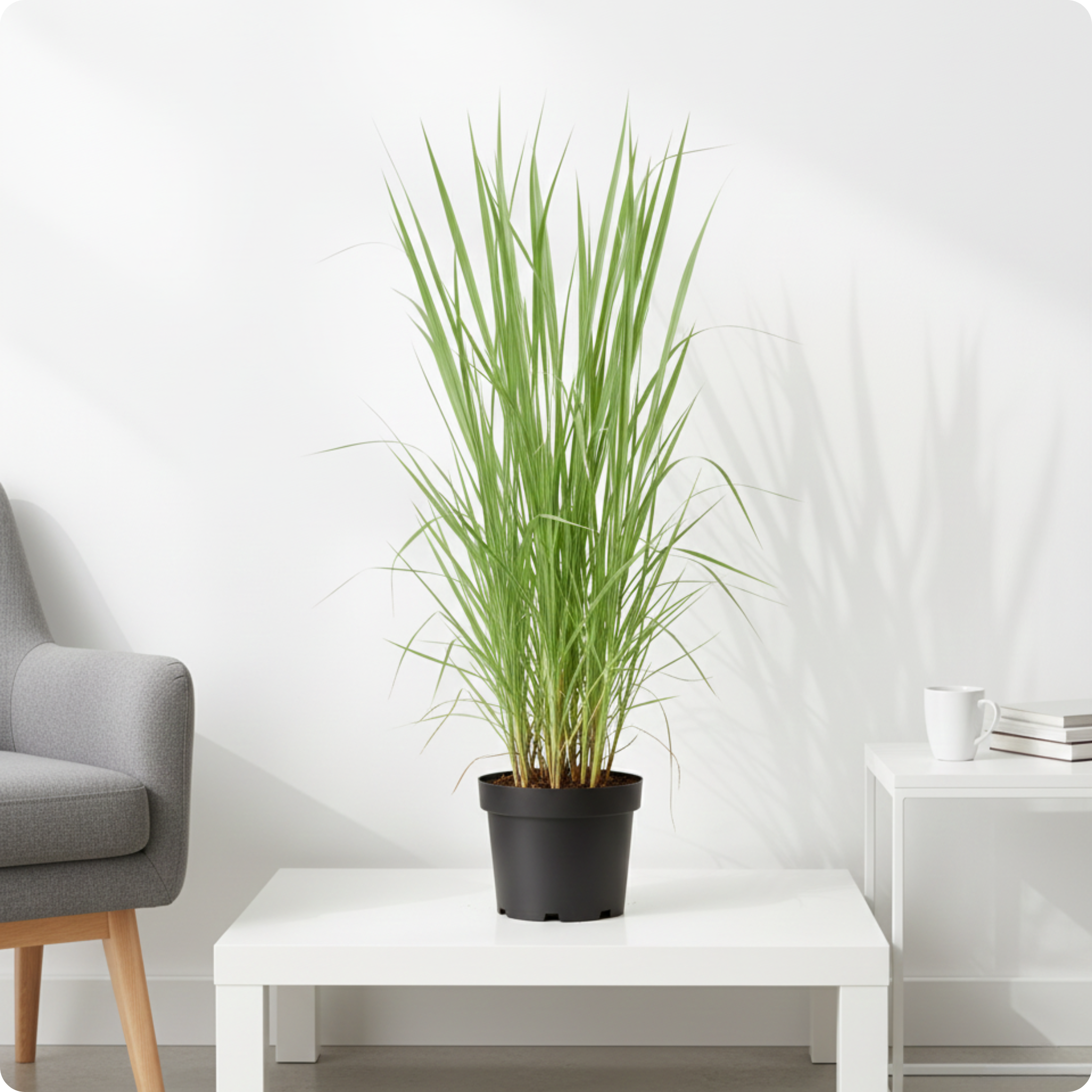 Lemongrass