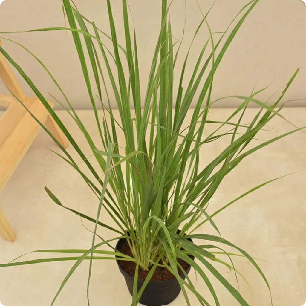 Lemongrass