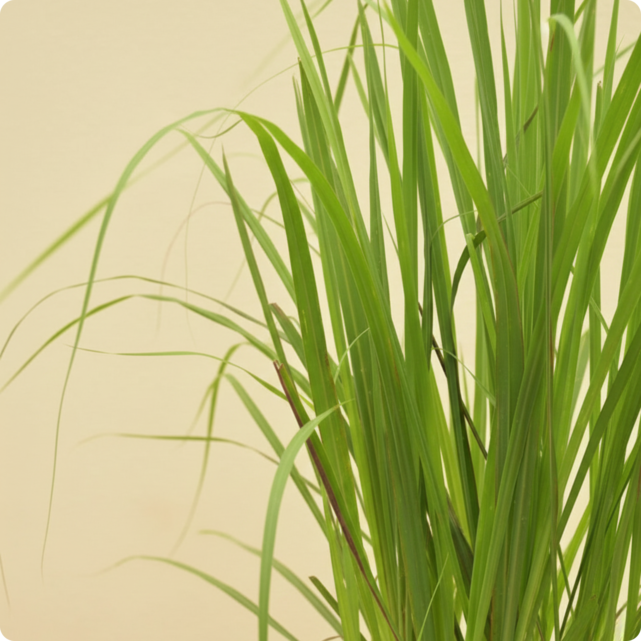 Lemongrass