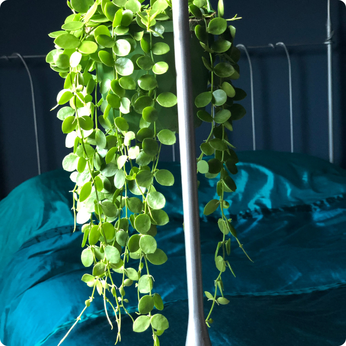 Dischidia Hanging Plant With Pot