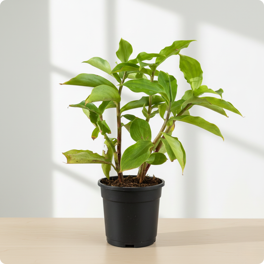 Insulin Plant, Costus igneus - Plant