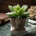 Cathedral Window Haworthia
