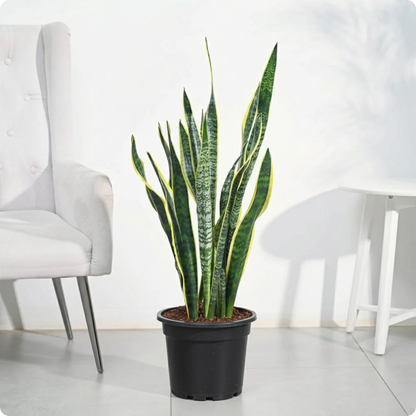 Snake Plant - L