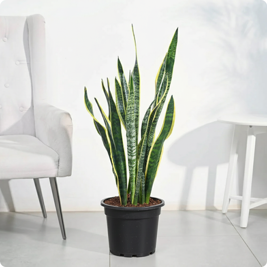 Snake Plant - L