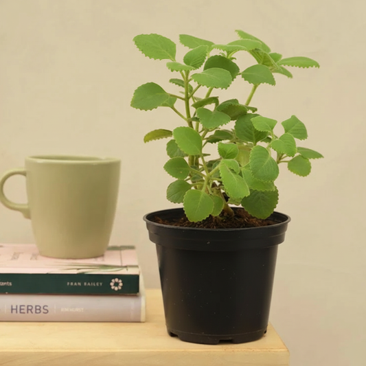 Ajwain / Karpooravalli