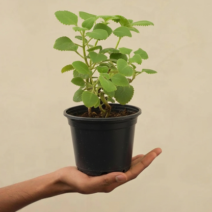 Ajwain / Karpooravalli