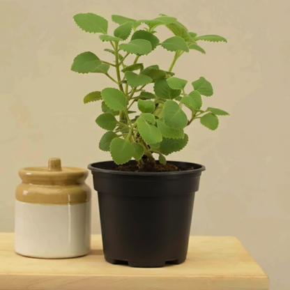 Ajwain / Karpooravalli