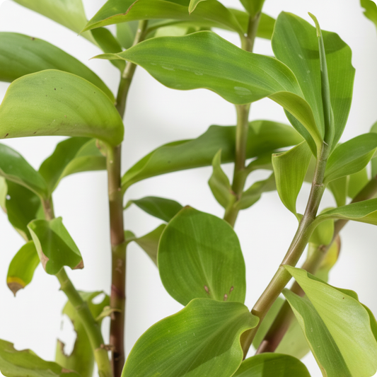 Insulin Plant, Costus igneus - Plant