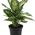 Dieffenbachia