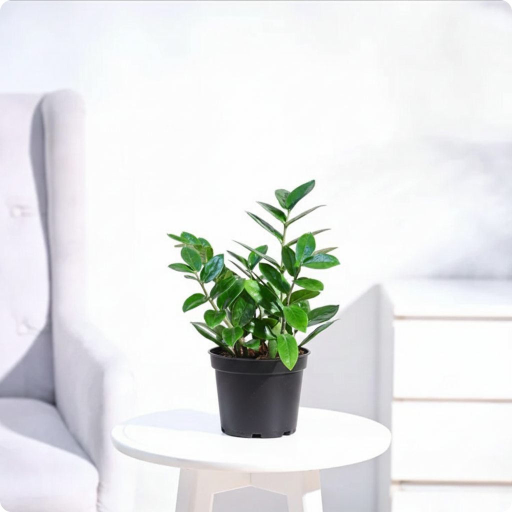 ZZ Plant