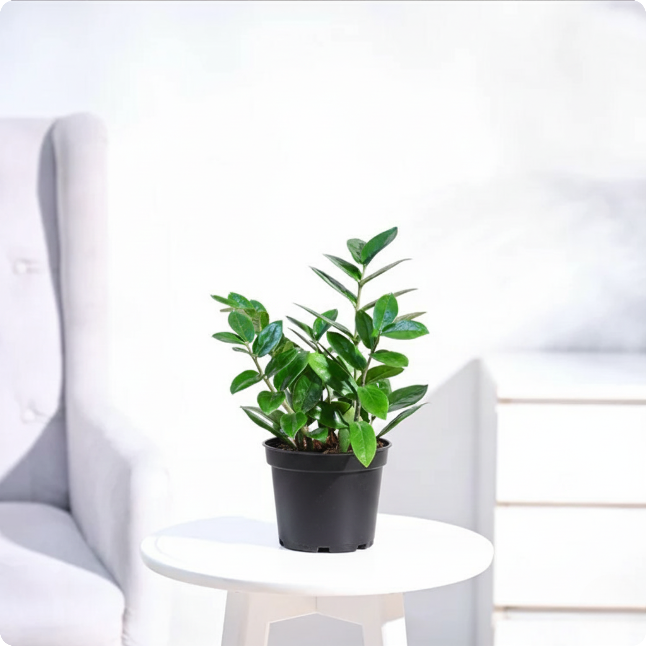 ZZ Plant