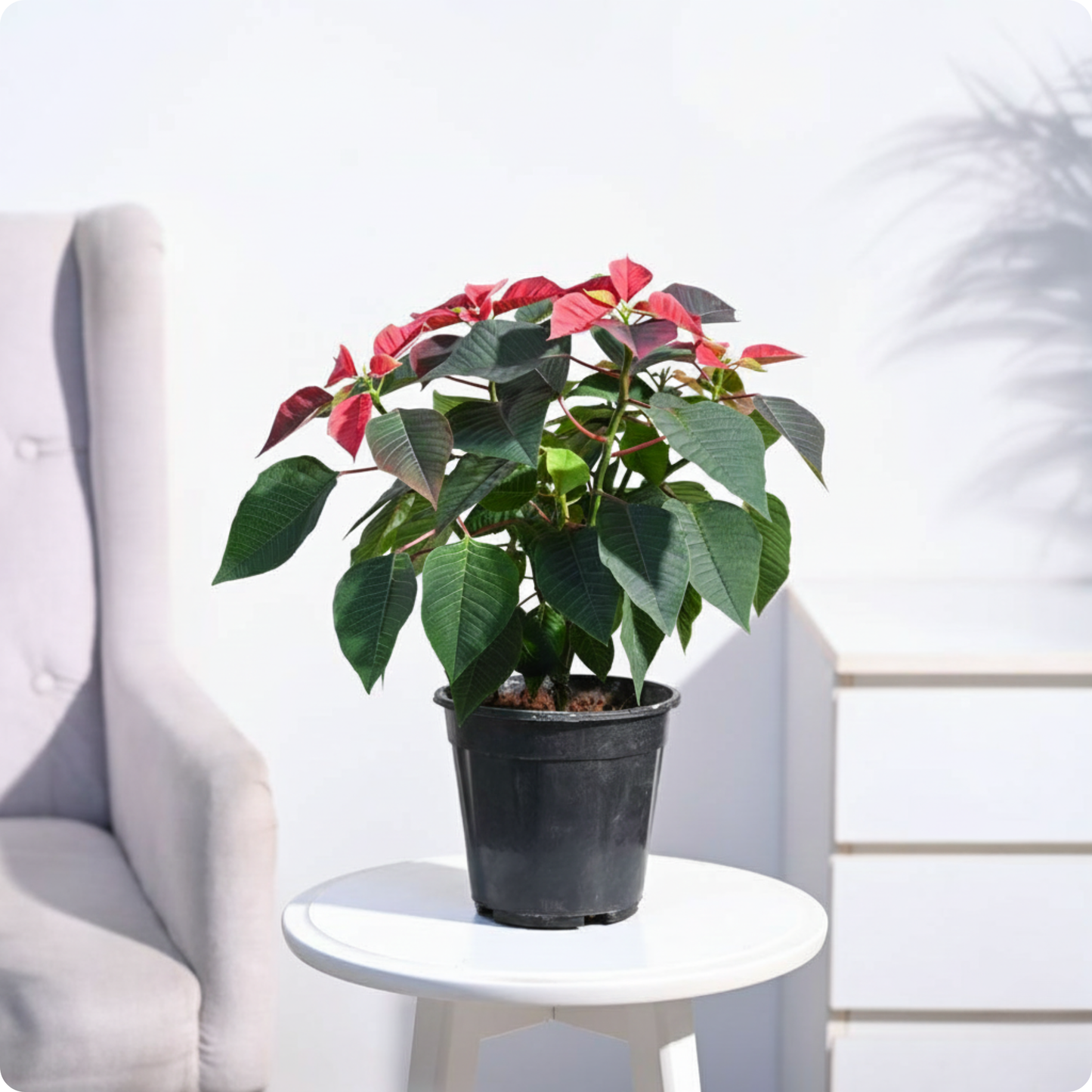 Poinsettia Red Plant