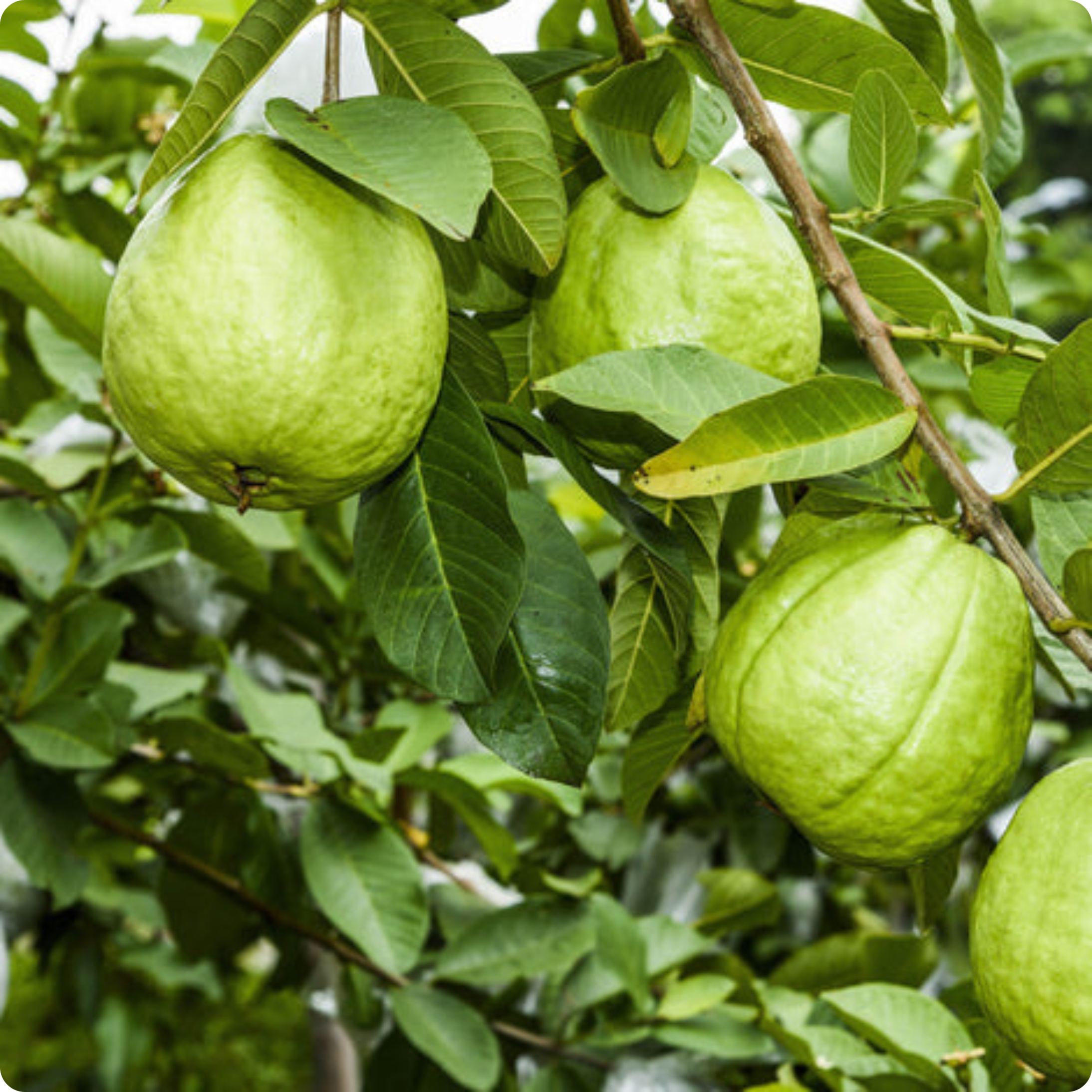 Guava Plant with Grow Bag