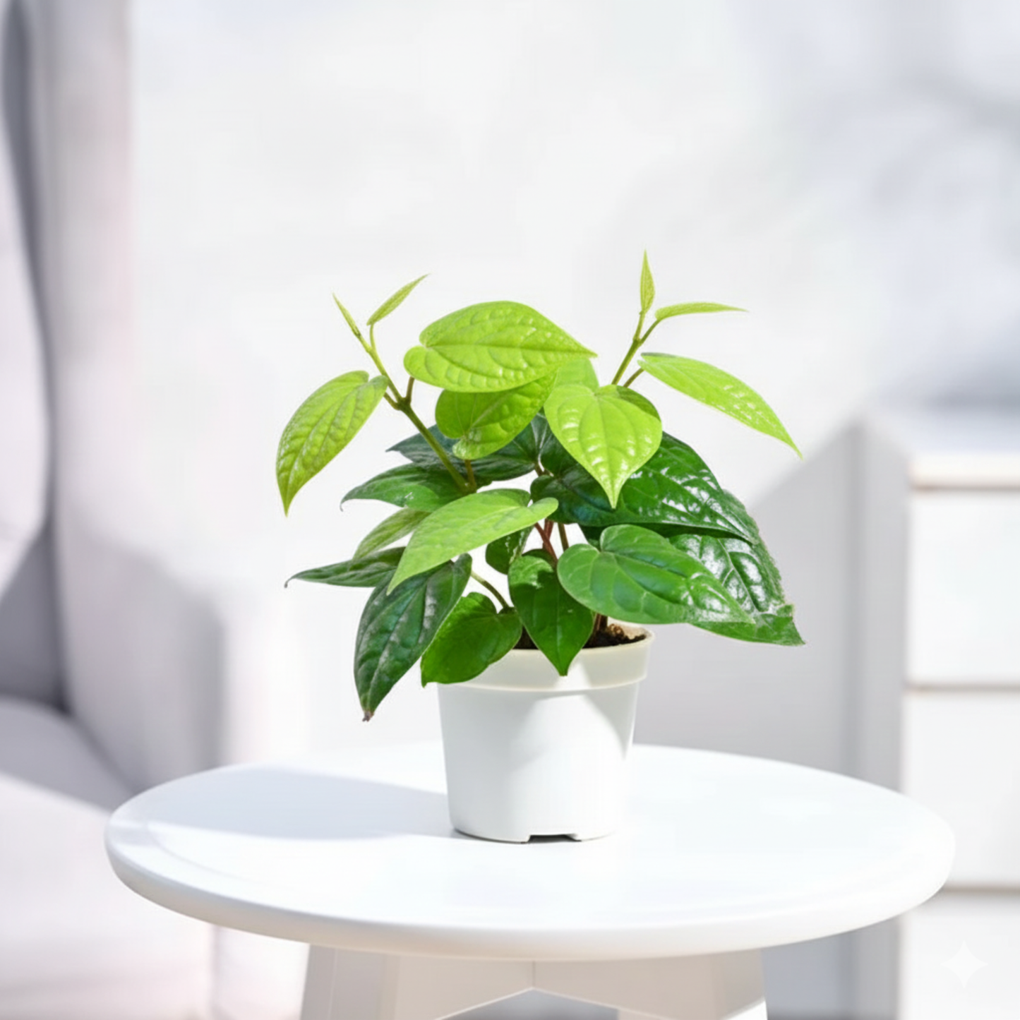 Betel Vine / Vettrilai