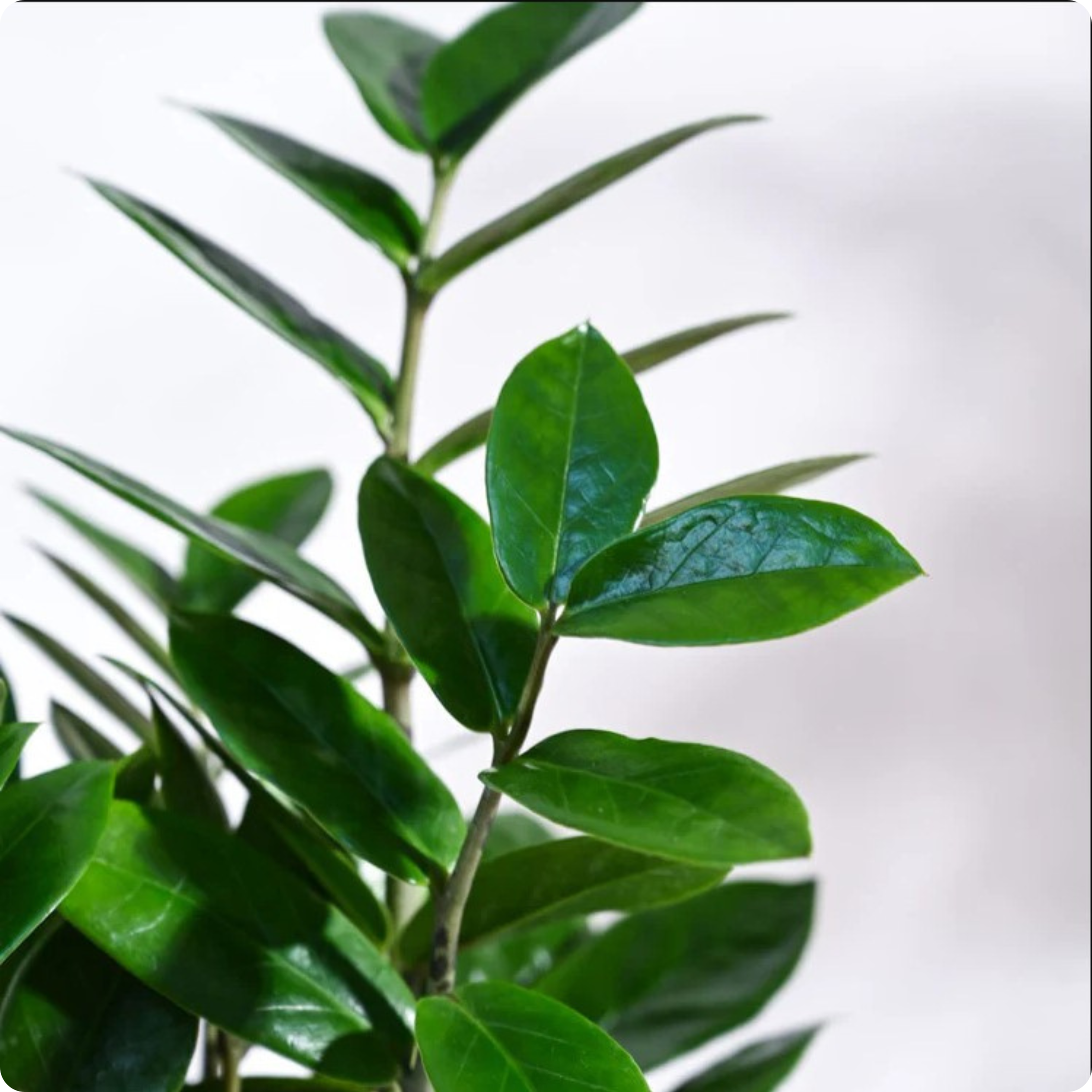 ZZ Plant