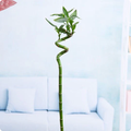 60 cm Spiral Stick Lucky Bamboo Plant