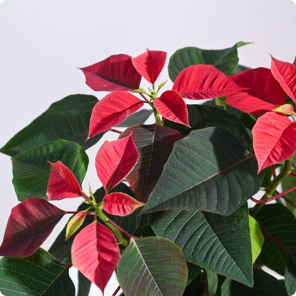 Poinsettia Red Plant