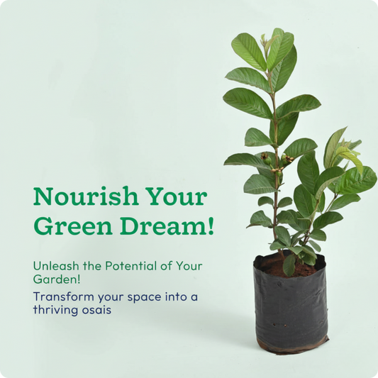 Guava Plant with Grow Bag