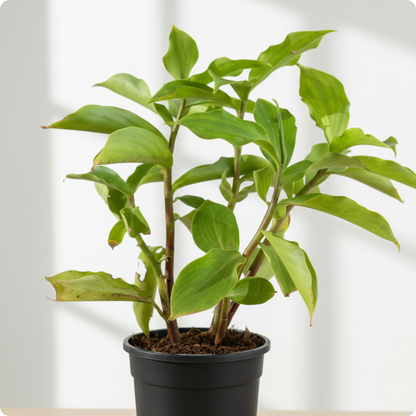 Insulin Plant, Costus igneus - Plant