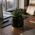 Haworthiopsis limifolia succulents/ Fairy Washboard