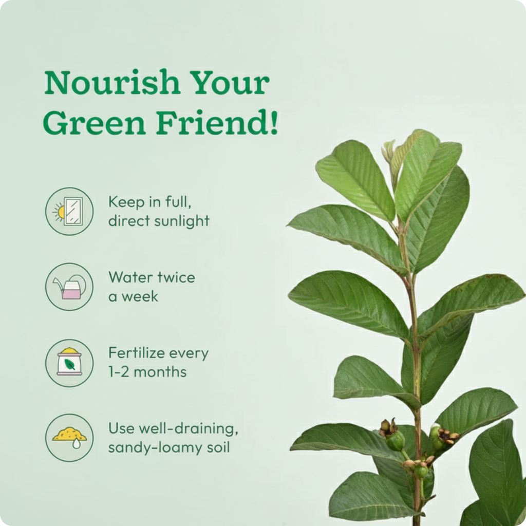 Guava Plant with Grow Bag