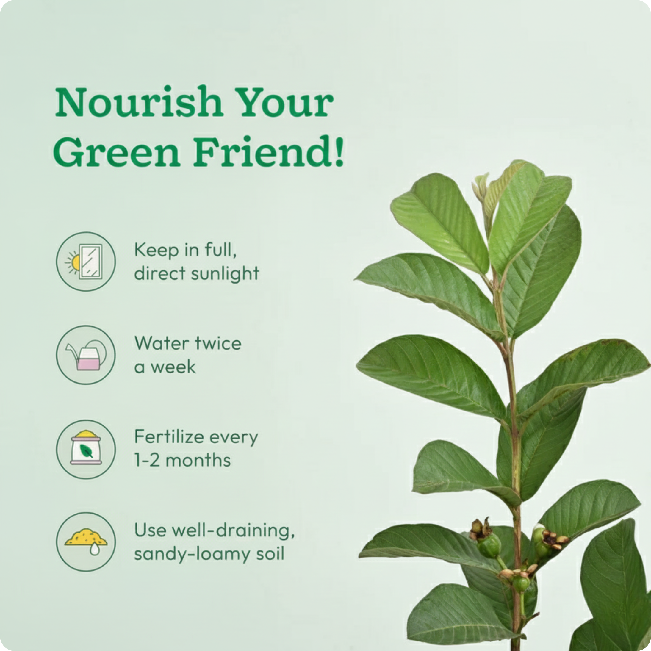 Guava Plant with Grow Bag