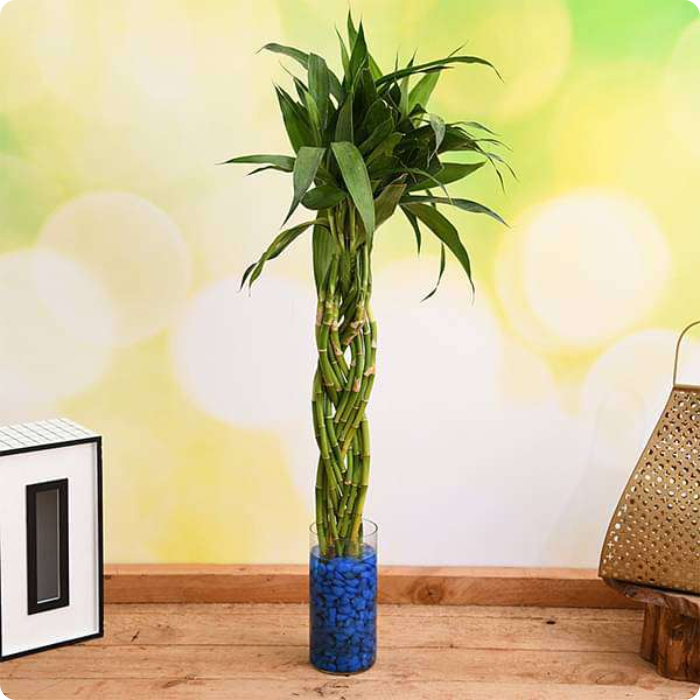 Braided Arrangement Lucky Bamboo