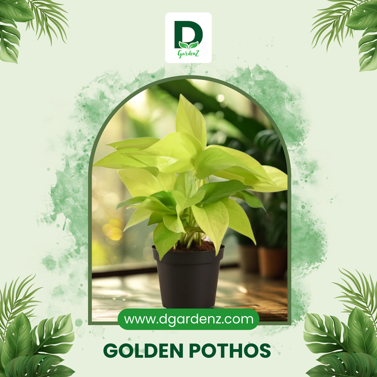 Womensday Combo @299