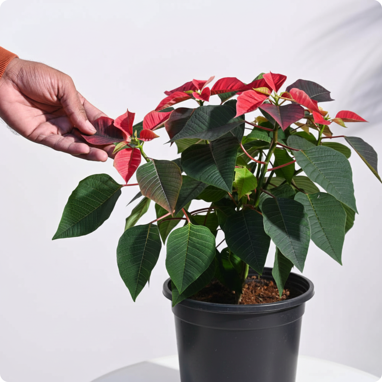 Poinsettia Red Plant