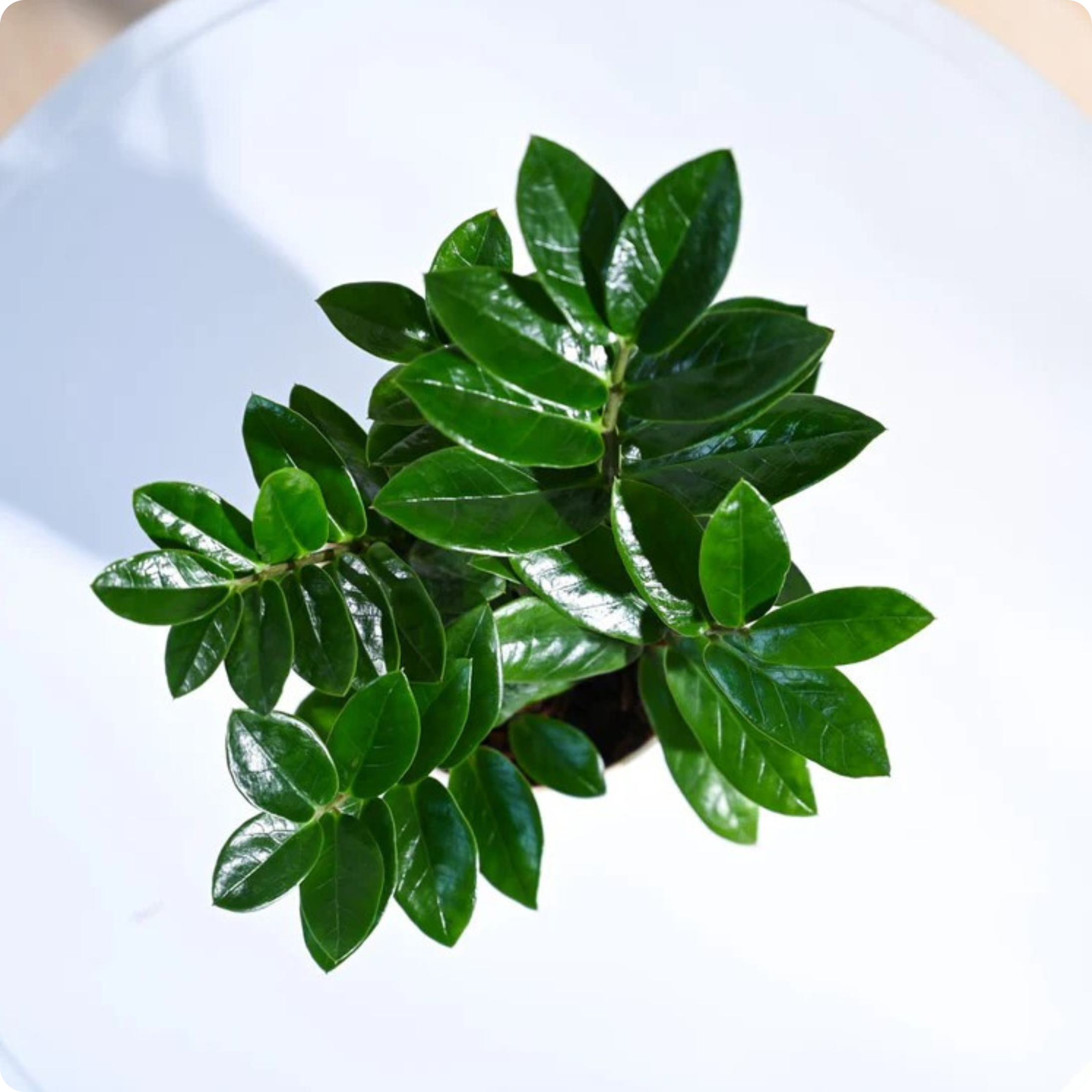 ZZ Plant