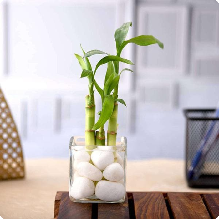 3 stalks lucky bamboo 3 Lucky Bamboo Stalks (A Symbol of Happiness)