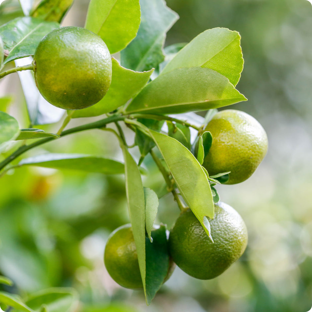 Lemon Plant with Grow Bag