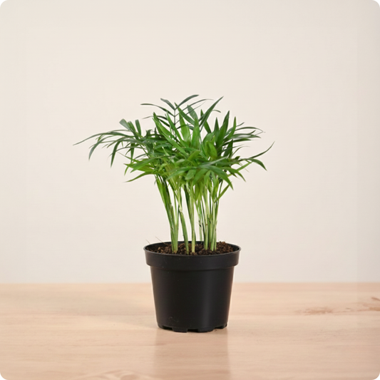 Areca Palm Plant