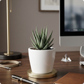 Zebra Haworthia Succulent