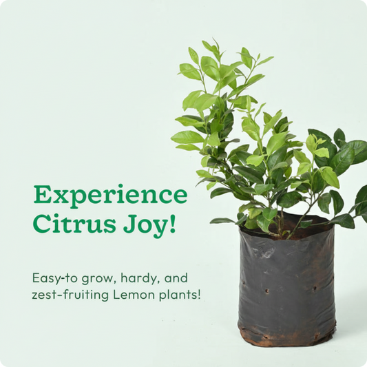 Lemon Plant with Grow Bag