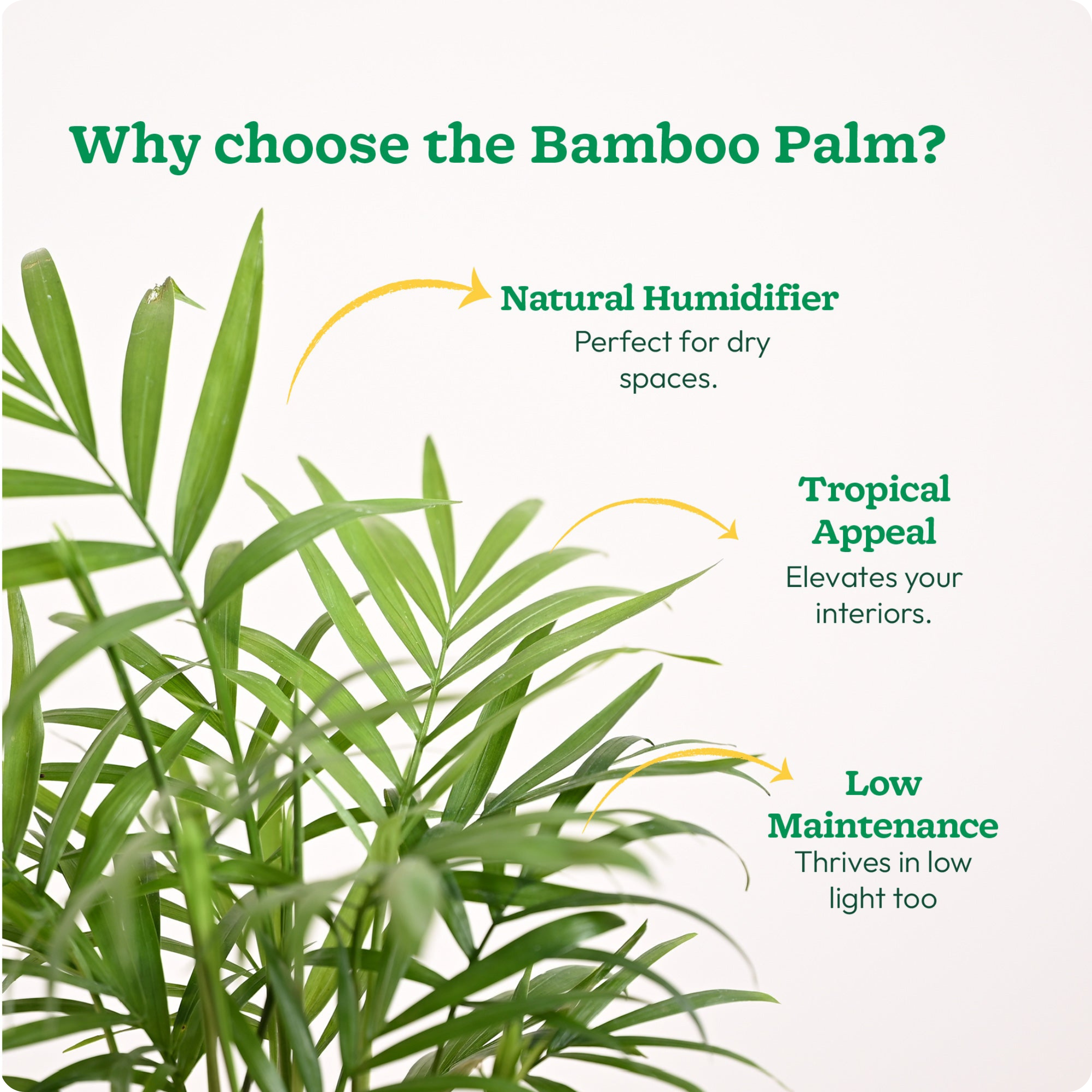 Areca Palm Plant