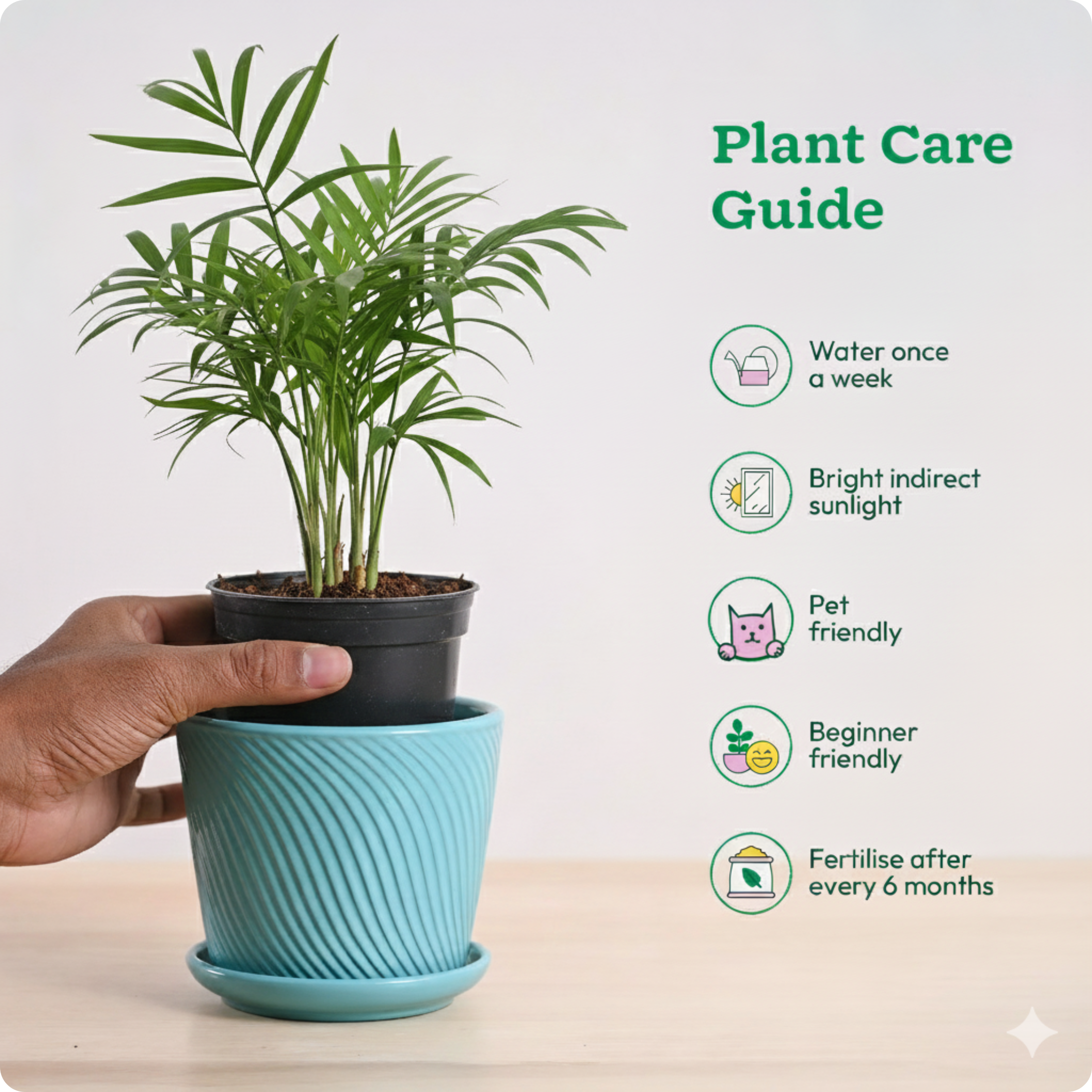 Areca Palm Plant