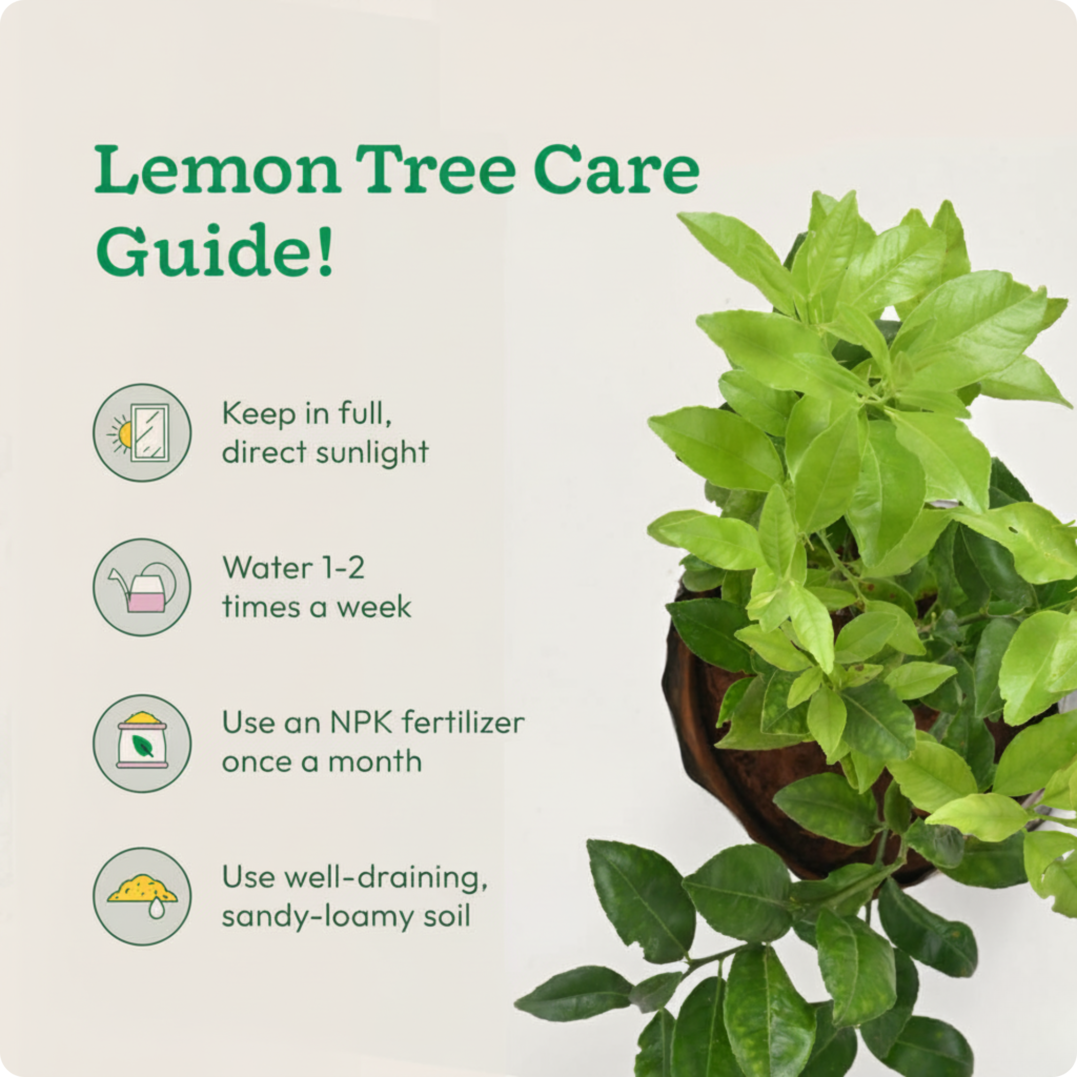 Lemon Plant with Grow Bag