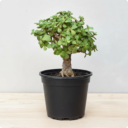 Jade Bonsai Plant