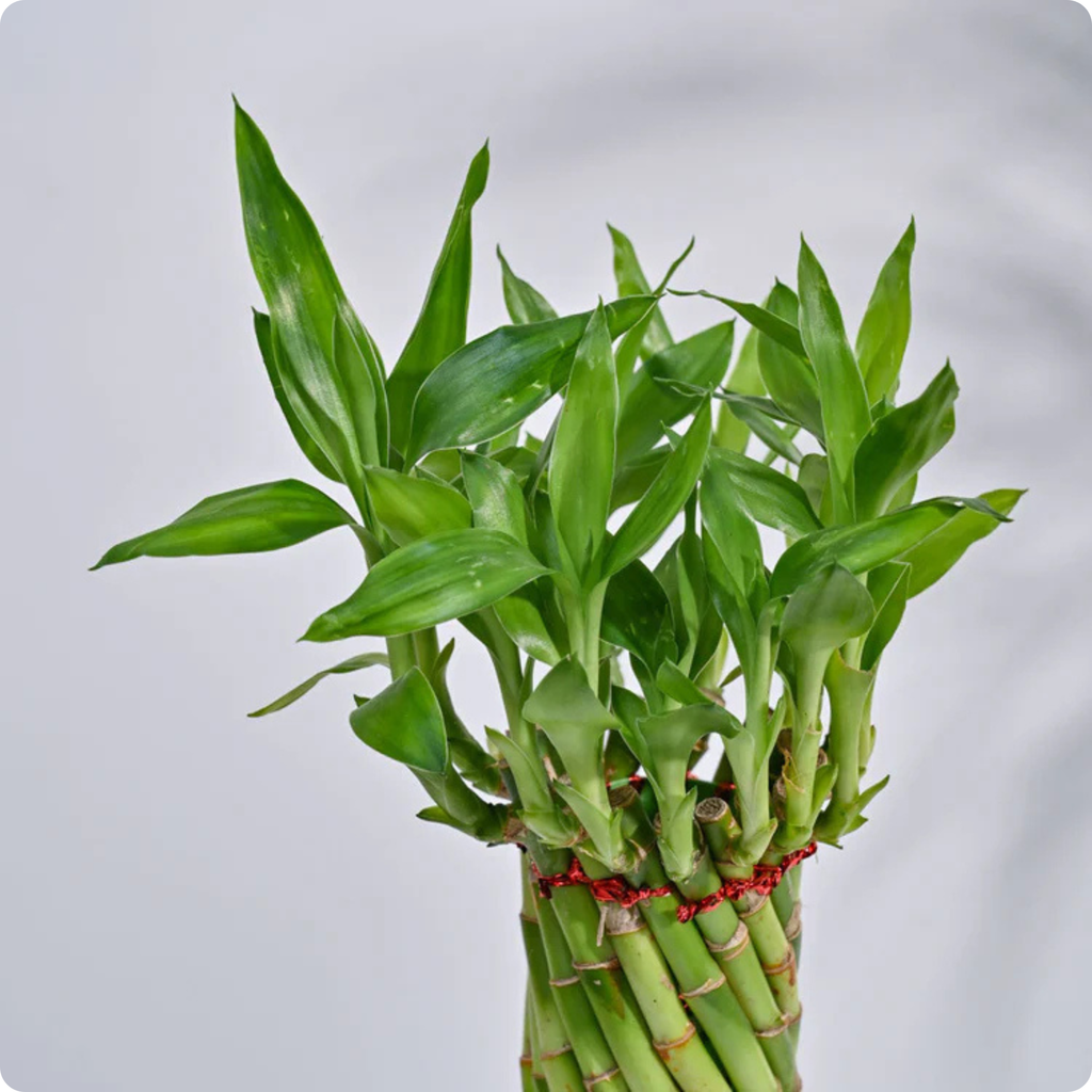 Spiral Bamboo